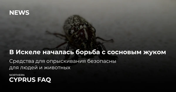 В Искеле началась борьба с сосновым жуком