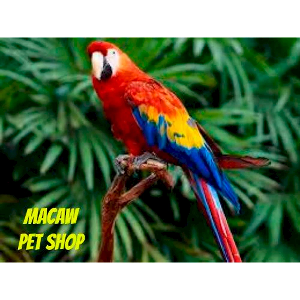 Macaw Pet Shop