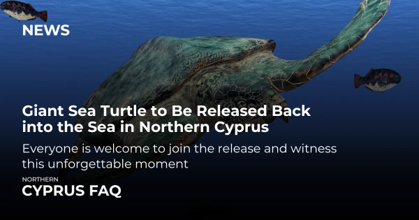 Giant Sea Turtle to Be Released Back into the Sea in Northern Cyprus