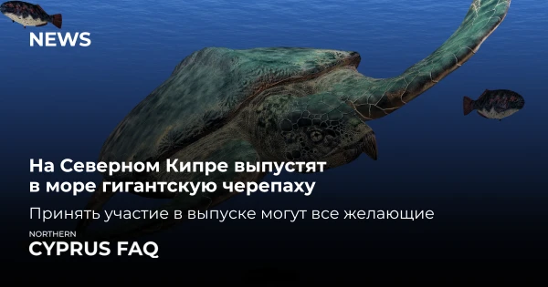 На Північному Кіпрі випустять у море гігантську черепаху