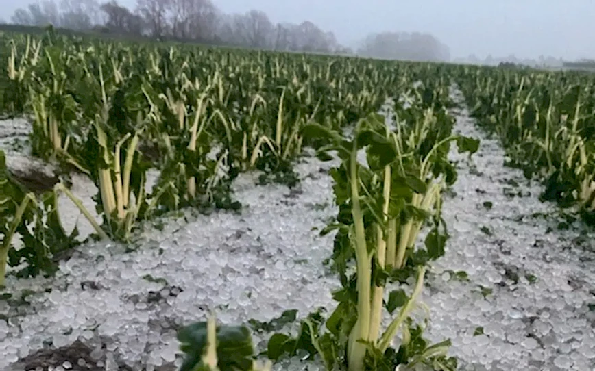 Hail in Paphos, damage to crops